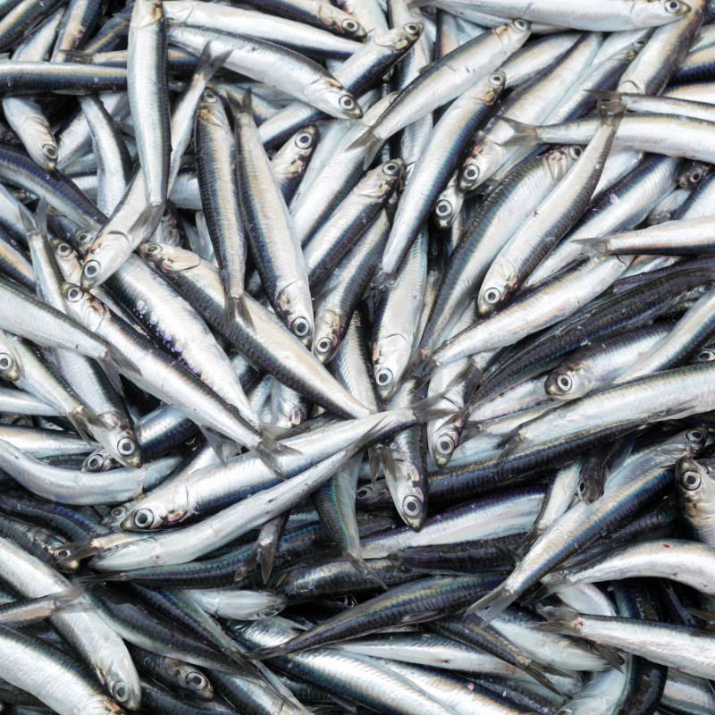 An overhead image of a cluster of Spanish anchovies.
