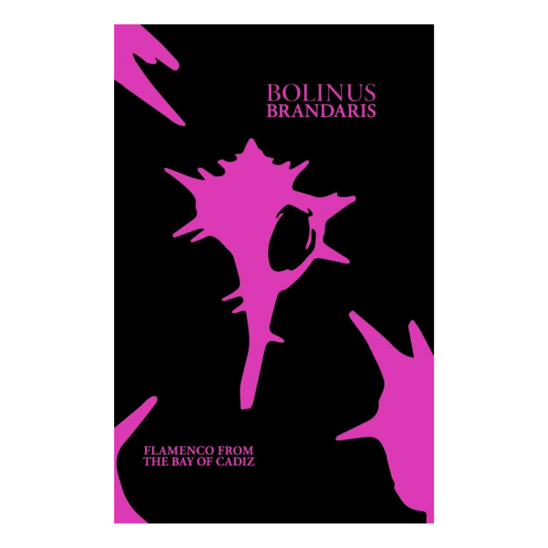Bolinus Brandaris: Flamenco from the Bay of Cadiz