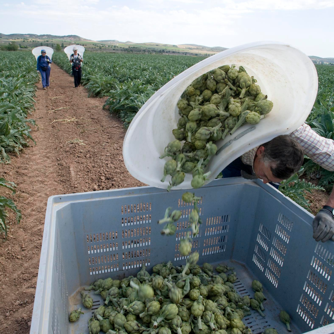 LA CATEDRAL Artichoke Heart Halves (PDO)