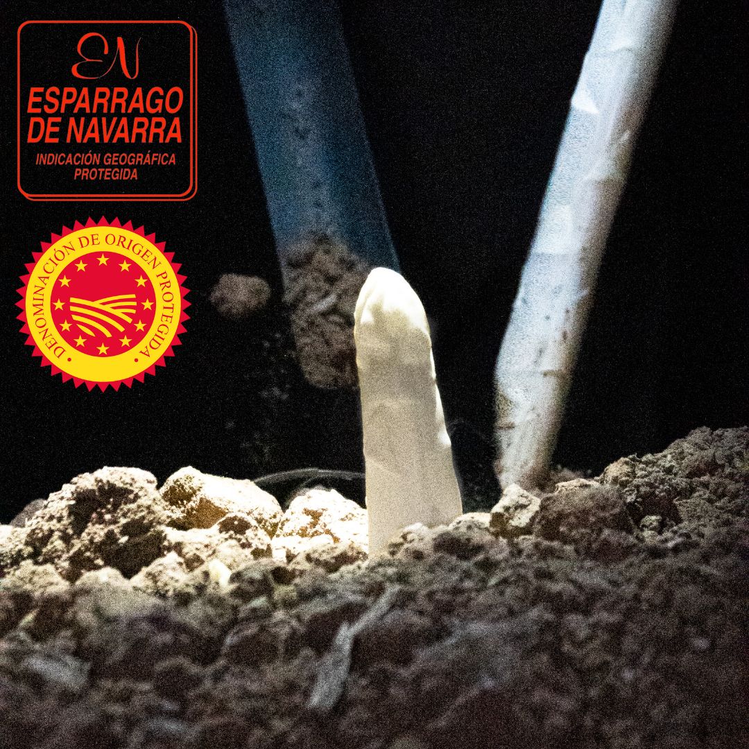 LA CATEDRAL White Asparagus (PDO)