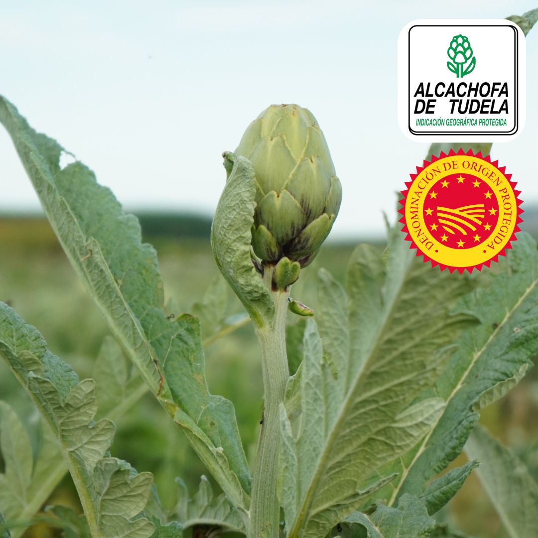 LA CATEDRAL Artichoke Heart Halves (PDO)