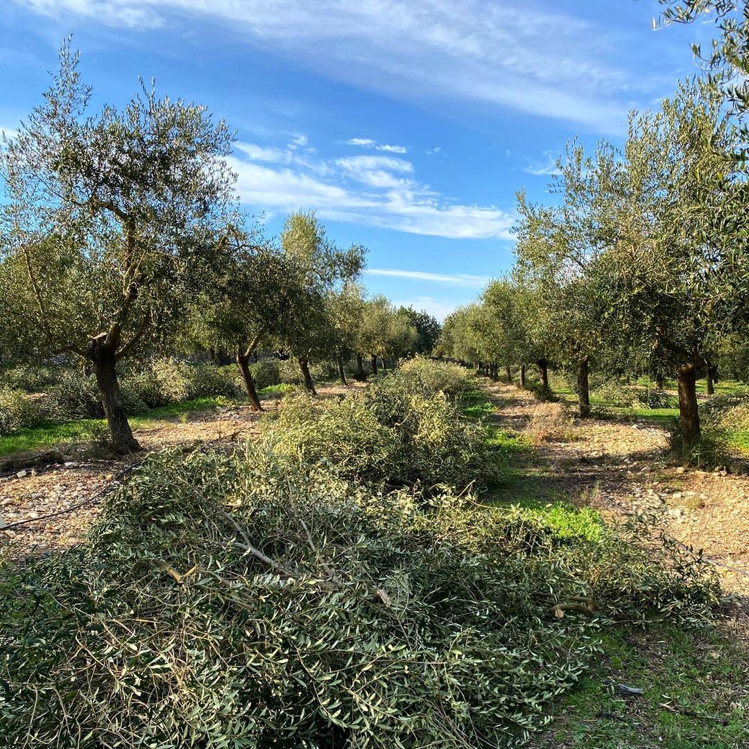 A sunlit grove of olive trees at Finca Aubocassa in Mallorca. Neatly trimmed branches line the path, showcasing the estate's care and precision in cultivating olives for premium oil.