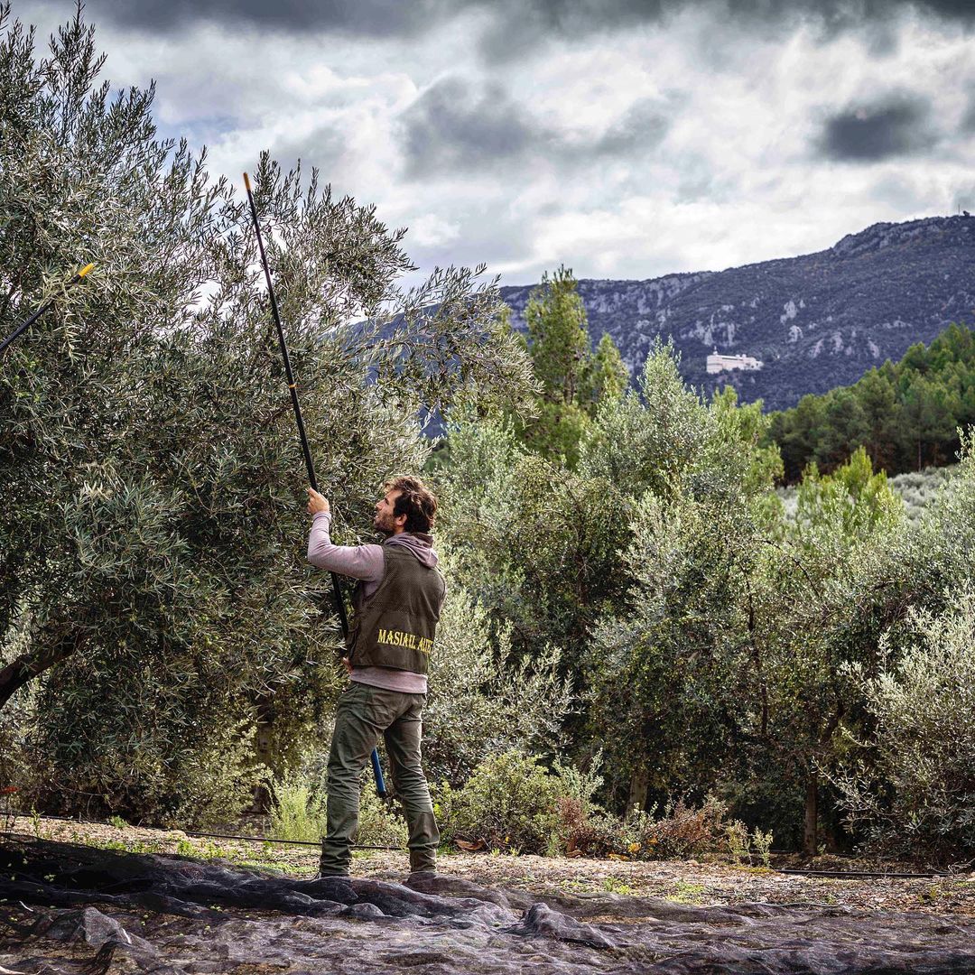MASIA EL ALTET High Quality Olive Oil