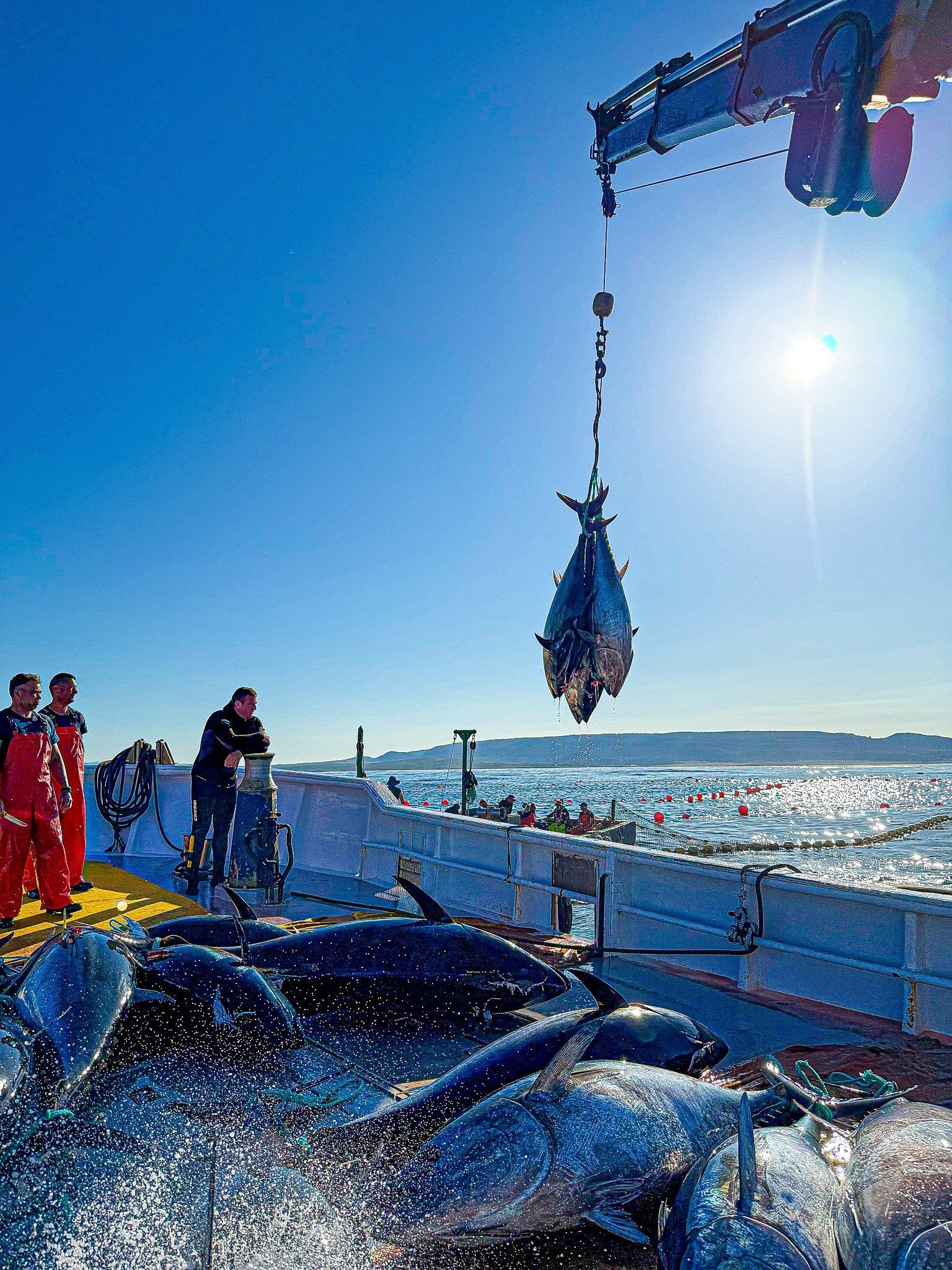 What Is Almadraba? Spain’s Ancient Bluefin Tuna Tradition