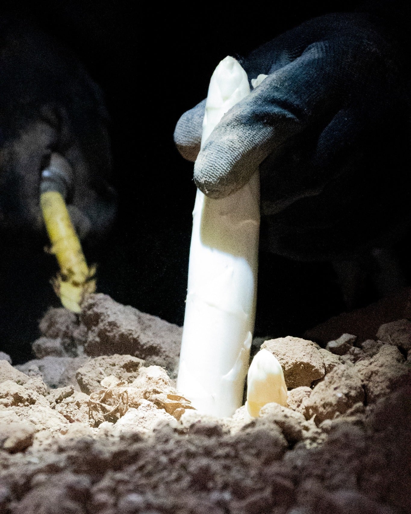 CULTURE: Inside the White Asparagus Harvest
