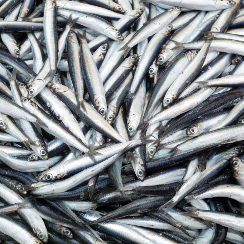 An overhead image of a cluster of Spanish anchovies. 