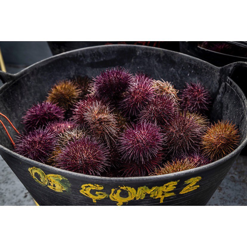 Real Conservera Española - Sea Urchin Roe